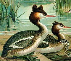 Podiceps cristatus